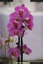 Dateiname=OrchideenWyss_041.jpg
Dateigröße=68KB
Abmessungen: 601x900
hinzugefügt am: 03. Februar 2018 OrchideenWyss_041.jpg