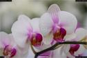 Dateiname=OrchideenWyss_042.jpg
Dateigröße=93KB
Abmessungen: 1349x900
hinzugefügt am: 03. Februar 2018 OrchideenWyss_042.jpg