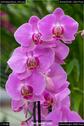 Dateiname=OrchideenWyss_043.jpg
Dateigröße=91KB
Abmessungen: 601x900
hinzugefügt am: 03. Februar 2018 OrchideenWyss_043.jpg