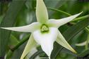 Dateiname=OrchideenWyss_044.jpg
Dateigröße=115KB
Abmessungen: 1349x900
hinzugefügt am: 03. Februar 2018 OrchideenWyss_044.jpg