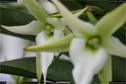 Dateiname=OrchideenWyss_045.jpg
Dateigröße=91KB
Abmessungen: 1349x900
hinzugefügt am: 03. Februar 2018 OrchideenWyss_045.jpg