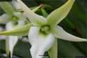 Dateiname=OrchideenWyss_046.jpg
Dateigröße=90KB
Abmessungen: 1349x900
hinzugefügt am: 03. Februar 2018 OrchideenWyss_046.jpg
