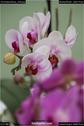 Dateiname=OrchideenWyss_048.jpg
Dateigröße=55KB
Abmessungen: 601x900
hinzugefügt am: 03. Februar 2018 OrchideenWyss_048.jpg