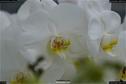 Dateiname=OrchideenWyss_050.jpg
Dateigröße=80KB
Abmessungen: 1349x900
hinzugefügt am: 03. Februar 2018 OrchideenWyss_050.jpg