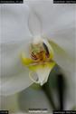Dateiname=OrchideenWyss_051.jpg
Dateigröße=42KB
Abmessungen: 601x900
hinzugefügt am: 03. Februar 2018 OrchideenWyss_051.jpg