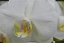 Dateiname=OrchideenWyss_053.jpg
Dateigröße=71KB
Abmessungen: 1349x900
hinzugefügt am: 03. Februar 2018 OrchideenWyss_053.jpg