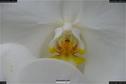 Dateiname=OrchideenWyss_054.jpg
Dateigröße=105KB
Abmessungen: 1349x900
hinzugefügt am: 03. Februar 2018 OrchideenWyss_054.jpg