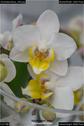 Dateiname=OrchideenWyss_055.jpg
Dateigröße=57KB
Abmessungen: 601x900
hinzugefügt am: 03. Februar 2018 OrchideenWyss_055.jpg