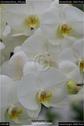 Dateiname=OrchideenWyss_056.jpg
Dateigröße=50KB
Abmessungen: 601x900
hinzugefügt am: 03. Februar 2018 OrchideenWyss_056.jpg