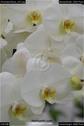 Dateiname=OrchideenWyss_057.jpg
Dateigröße=48KB
Abmessungen: 601x900
hinzugefügt am: 03. Februar 2018 OrchideenWyss_057.jpg