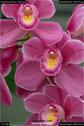 Dateiname=OrchideenWyss_058.jpg
Dateigröße=76KB
Abmessungen: 601x900
hinzugefügt am: 03. Februar 2018 OrchideenWyss_058.jpg