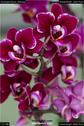 Dateiname=OrchideenWyss_059.jpg
Dateigröße=80KB
Abmessungen: 601x900
hinzugefügt am: 03. Februar 2018 OrchideenWyss_059.jpg