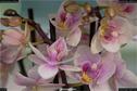 Dateiname=OrchideenWyss_060.jpg
Dateigröße=129KB
Abmessungen: 1349x900
hinzugefügt am: 03. Februar 2018 OrchideenWyss_060.jpg