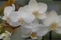 Dateiname=OrchideenWyss_061.jpg
Dateigröße=83KB
Abmessungen: 1349x900
hinzugefügt am: 03. Februar 2018 OrchideenWyss_061.jpg