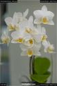 Dateiname=OrchideenWyss_062.jpg
Dateigröße=48KB
Abmessungen: 601x900
hinzugefügt am: 03. Februar 2018 OrchideenWyss_062.jpg