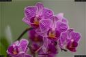 Dateiname=OrchideenWyss_063.jpg
Dateigröße=129KB
Abmessungen: 1349x900
hinzugefügt am: 03. Februar 2018 OrchideenWyss_063.jpg