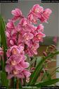 Dateiname=OrchideenWyss_064.jpg
Dateigröße=99KB
Abmessungen: 601x900
hinzugefügt am: 03. Februar 2018 OrchideenWyss_064.jpg