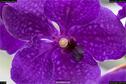Dateiname=OrchideenWyss_065.jpg
Dateigröße=171KB
Abmessungen: 1349x900
hinzugefügt am: 03. Februar 2018 OrchideenWyss_065.jpg