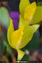 Dateiname=OrchideenWyss_066.jpg
Dateigröße=48KB
Abmessungen: 601x900
hinzugefügt am: 03. Februar 2018 OrchideenWyss_066.jpg