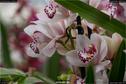 Dateiname=OrchideenWyss_068.jpg
Dateigröße=139KB
Abmessungen: 1349x900
hinzugefügt am: 03. Februar 2018 OrchideenWyss_068.jpg