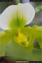 Dateiname=OrchideenWyss_069.jpg
Dateigröße=60KB
Abmessungen: 601x900
hinzugefügt am: 03. Februar 2018 OrchideenWyss_069.jpg