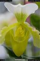 Dateiname=OrchideenWyss_070.jpg
Dateigröße=62KB
Abmessungen: 601x900
hinzugefügt am: 03. Februar 2018 OrchideenWyss_070.jpg