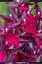 Dateiname=OrchideenWyss_071.jpg
Dateigröße=85KB
Abmessungen: 601x900
hinzugefügt am: 03. Februar 2018 OrchideenWyss_071.jpg