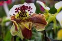 Dateiname=OrchideenWyss_072.jpg
Dateigröße=155KB
Abmessungen: 1349x900
hinzugefügt am: 03. Februar 2018 OrchideenWyss_072.jpg