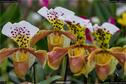 Dateiname=OrchideenWyss_073.jpg
Dateigröße=165KB
Abmessungen: 1349x900
hinzugefügt am: 03. Februar 2018 OrchideenWyss_073.jpg