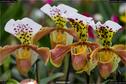 Dateiname=OrchideenWyss_074.jpg
Dateigröße=157KB
Abmessungen: 1349x900
hinzugefügt am: 03. Februar 2018 OrchideenWyss_074.jpg