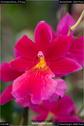 Dateiname=OrchideenWyss_075.jpg
Dateigröße=62KB
Abmessungen: 601x900
hinzugefügt am: 03. Februar 2018 OrchideenWyss_075.jpg