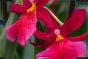Dateiname=OrchideenWyss_076.jpg
Dateigröße=132KB
Abmessungen: 1349x900
hinzugefügt am: 03. Februar 2018 OrchideenWyss_076.jpg