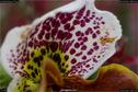 Dateiname=OrchideenWyss_077.jpg
Dateigröße=152KB
Abmessungen: 1349x900
hinzugefügt am: 03. Februar 2018 OrchideenWyss_077.jpg