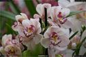 Dateiname=OrchideenWyss_078.jpg
Dateigröße=135KB
Abmessungen: 1349x900
hinzugefügt am: 03. Februar 2018 OrchideenWyss_078.jpg