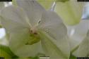 Dateiname=OrchideenWyss_079.jpg
Dateigröße=81KB
Abmessungen: 1349x900
hinzugefügt am: 03. Februar 2018 OrchideenWyss_079.jpg