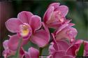 Dateiname=OrchideenWyss_080.jpg
Dateigröße=122KB
Abmessungen: 1349x900
hinzugefügt am: 03. Februar 2018 OrchideenWyss_080.jpg