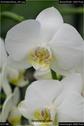 Dateiname=OrchideenWyss_081.jpg
Dateigröße=52KB
Abmessungen: 601x900
hinzugefügt am: 03. Februar 2018 OrchideenWyss_081.jpg