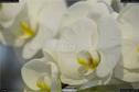 Dateiname=OrchideenWyss_082.jpg
Dateigröße=86KB
Abmessungen: 1349x900
hinzugefügt am: 03. Februar 2018 OrchideenWyss_082.jpg