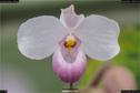 Dateiname=OrchideenWyss_083.jpg
Dateigröße=107KB
Abmessungen: 1349x900
hinzugefügt am: 03. Februar 2018 OrchideenWyss_083.jpg