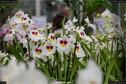 Dateiname=OrchideenWyss_084.jpg
Dateigröße=188KB
Abmessungen: 1349x900
hinzugefügt am: 03. Februar 2018 OrchideenWyss_084.jpg