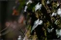 Dateiname=Steibachweiher_04.jpg
Dateigröße=132KB
Abmessungen: 1349x900
hinzugefügt am: 23. April 2018 Steibachweiher_04.jpg