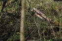 Dateiname=Steibachweiher_56.jpg
Dateigröße=363KB
Abmessungen: 1349x900
hinzugefügt am: 23. April 2018 Steibachweiher_56.jpg