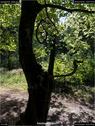 Dateiname=landart18_009.jpg
Dateigröße=264KB
Abmessungen: 676x900
hinzugefügt am: 23. September 2018 landart18_009.jpg