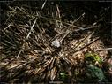 Dateiname=landart18_041.jpg
Dateigröße=389KB
Abmessungen: 1199x900
hinzugefügt am: 23. September 2018 landart18_041.jpg