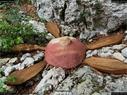 Dateiname=landart18_053.jpg
Dateigröße=414KB
Abmessungen: 1199x900
hinzugefügt am: 23. September 2018 landart18_053.jpg