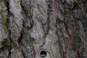 Dateiname=Natur2018_029.jpg
Dateigröße=419KB
Abmessungen: 1349x900
hinzugefügt am: 01. Januar 2019 Natur2018_029.jpg