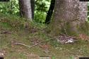 Dateiname=LandArt_1_039.jpg
Dateigröße=426KB
Abmessungen: 1354x900
hinzugefügt am: 15. Juni 2018 LandArt_1_039.jpg