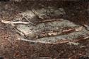 Dateiname=LandArt_1_049.jpg
Dateigröße=308KB
Abmessungen: 1354x900
hinzugefügt am: 15. Juni 2018 LandArt_1_049.jpg