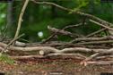 Dateiname=LandArt_1_056.jpg
Dateigröße=233KB
Abmessungen: 1354x900
hinzugefügt am: 15. Juni 2018 LandArt_1_056.jpg