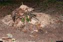 Dateiname=LandArt_1_103.jpg
Dateigröße=498KB
Abmessungen: 1354x900
hinzugefügt am: 15. Juni 2018 LandArt_1_103.jpg